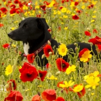 Dog in Flower Field