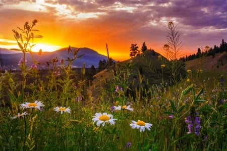 Mountain sunset - pretty, summer, amazing, beautiful, spring, grass, meadow, mountain, wildflowers, sunset, fiery, sky, rocks