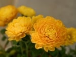 Yellow Chrysanthemum Flowers