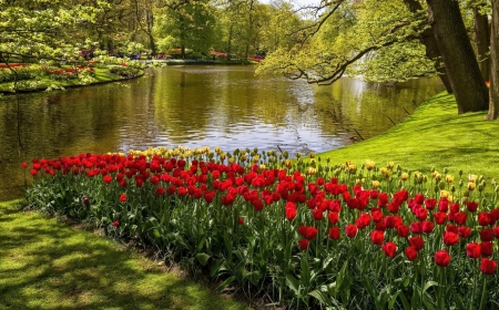 Park in Spring - nature, tulips, park, spring