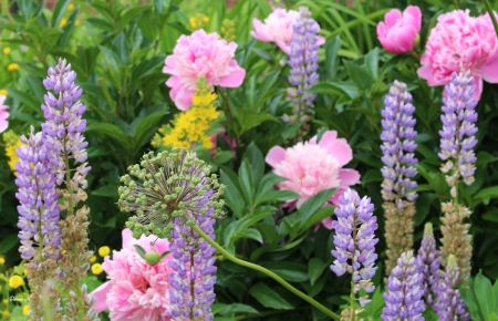 Lupines and Peonies - pretty, Flower, Peonie, Lupine