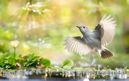 Bird - wings, feather, pasare, bird, water, flying, green