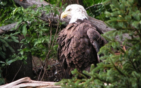 Bald Eagle in Tree F - bird, avian, beautiful, photography, photo, raptor, wide screen, Bald Eagle, animal, wildlife