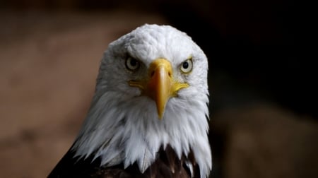 Bald Eagle Frontal View F - bird, avian, beautiful, photography, photo, raptor, wide screen, Bald Eagle, animal, wildlife