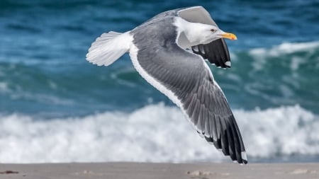 Seagull in Flight F - bird, avian, beautiful, photography, ocean, photo, wide screen, animal, seagull, waves, wildlife