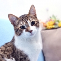 White and Grey Tabby Cat F