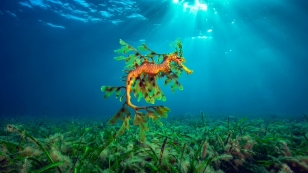 Seahorse - seahorse, ocean, animals, underwater