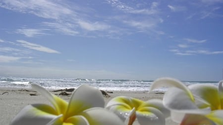 Plumeria Laying on a Beach