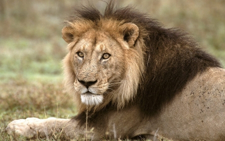 lion - lion, grass, feline, cat