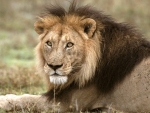 lion