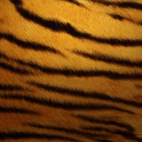 tiger skin