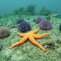 orange starfish