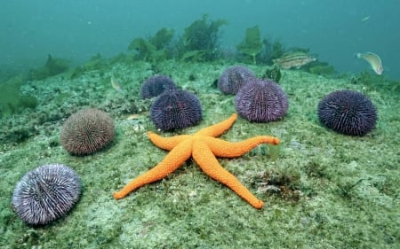 orange starfish - starfish, ocean, aneme, grass