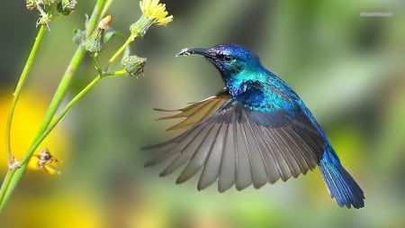 hummingbird - birds, beautiful, humming, wallpaper