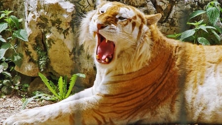 beautiful tiger - big, cats, sleepy, tiger, yawning