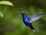 blue color hummingbird