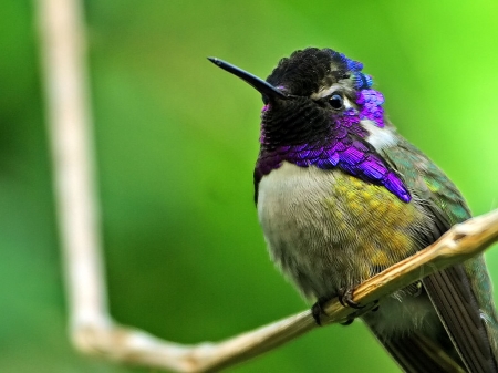 hummingbird - wallpaper, birds, branch, humming