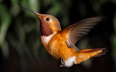 cute humming bird - brown, humming, wings, flight