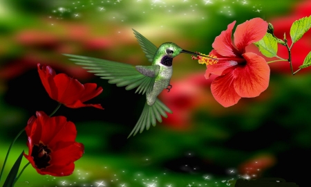 humming bird - flowers, red, bird, humming