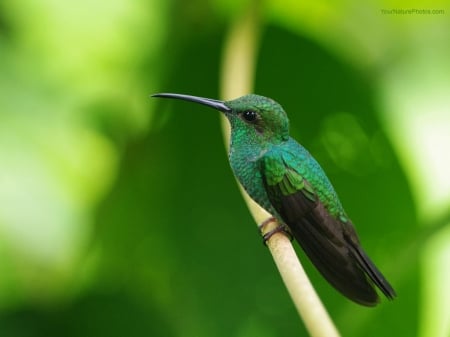 green humming bird - pretty, bird, green, humming