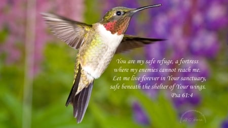 humming bird - wings, bird, flying, humming