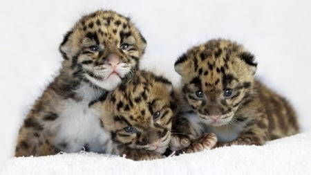 three cute babies - cute, leopards, baby, three