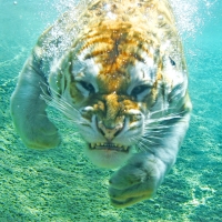 diving tiger