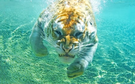 diving tiger