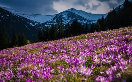 Mountains, spring - nature, mountains, flowers, spring