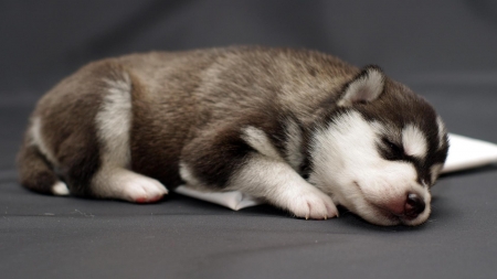 Sleeping Puppy - sleeping, puppy, dog, husky, animal, cute