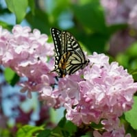 Butterfly on Pink Flowers