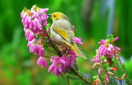 Sweet little Bird - cute, Animal, Bird, Flower