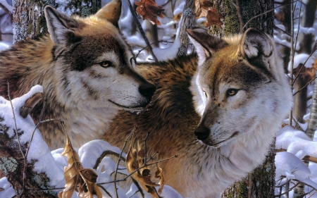 Wolves - couple, lup, winter, wolf, white, painting, art, snow, pictura