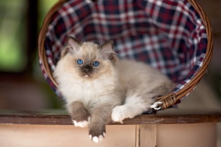 Kitten - pisica, cute, kitten, cat, paw, siamese, chair