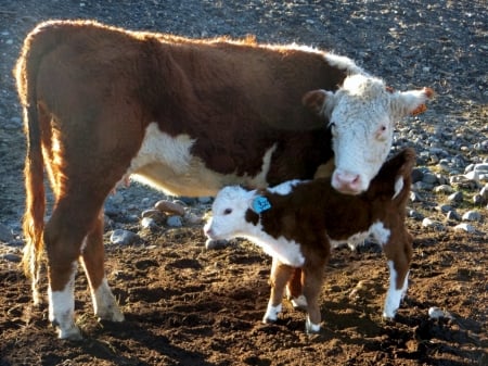 For Elaine (Collie Smile) - cattle, cow, cute, calf