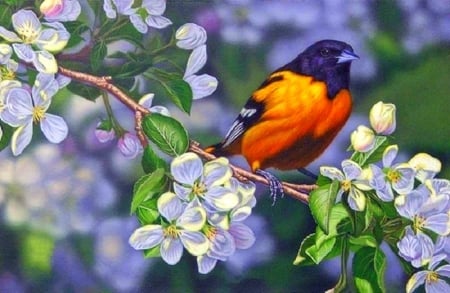 Oriole and Blossoms - bird, cherry blossom, paintings, spring, flowers, nature, garden, love four seasons, animals