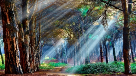 Streaming light - path, trees, nature, beautiful, painting, forest, light, art