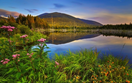 Calm lake - sky, lake, shore, serenity, calm, view, reflection, beautiful, grass, wildflowers