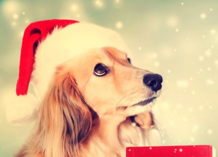 Thank you, Santa! - craciun, hat, puppy, funny, christmas, caine, red, dog, animal, sant, cute