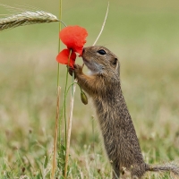 The European Ground Squirrel