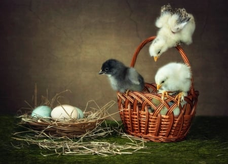 Happy Easter! - bird, chicken stories, easter, basket, green, pasare, cute, egg, daykiney