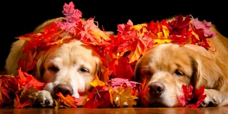 Autumn silence - caine, autumn, sleep, couple, golden retriever, dog, animal, leaf