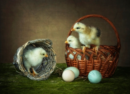 Happy Easter! - chicken stories, easter, basket, pasare, daykiney, bird, pui, green, egg, cute