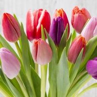 Spring Tulips