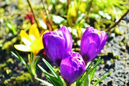 Spring Blossoms - garden, purple, petals, yellow, crocus