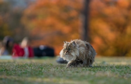 Kitten - animal, cat, ben torode, grass, pisica, kitten, orange, autumn, daisy, green