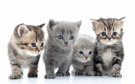 Kittens - grey, white, animal, pisica, kitten, cute, cat