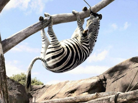 Funny zebra - zebra, animal, tree, funny