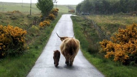 Wanderers - cow, countryside, road, landscape, calf