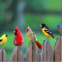 Songbirds